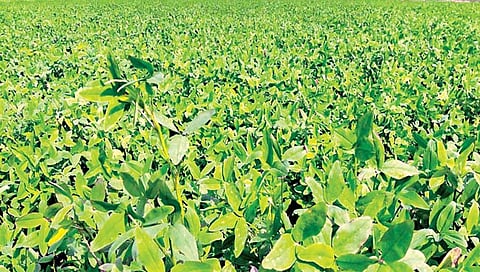 हिरव्या लुसलुशीत चार्यासाठी…