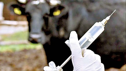 पशुधनाला ‘सुरक्षाकवच’ देताना