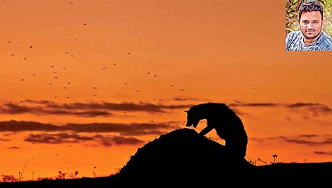 वन्यजीव छायाचित्रकार मंगेश देसाई यांचा गौरव