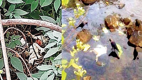 कोल्हापूर : जंगल, पाणथळ, मोकळ्या जागांवर पोल्ट्री वेस्ट; लोकांच्या आरोग्याबरोबरच संपन्न जैवविविधतेलाही धोका