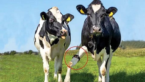 आता गायी परिधान करतील स्मार्ट वॉच!