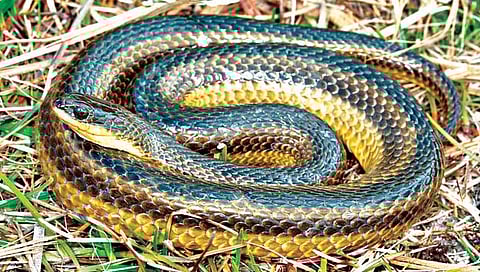Snake inside dead body : शवविच्छेदन करताना शरीरात आढळला जिवंत साप!