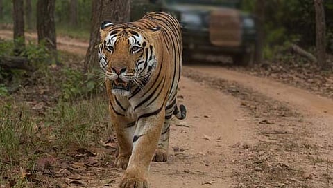 सांगे, नेत्रावळी भागात व्याघ्र उद्यान विचाराधीन