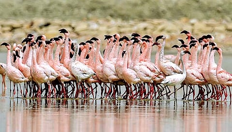 पाहुण्या पक्ष्यांचा ‘रुसवा’