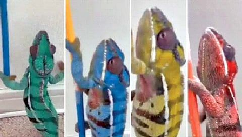 काही सेकंदांमध्येच अनेक रंग बदलणारा सरडा