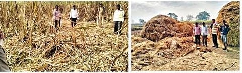 करीकट्टी भागात चार पिलांसह १७ हत्तींचा कळप; २० एकरातील उसाचा फडशा