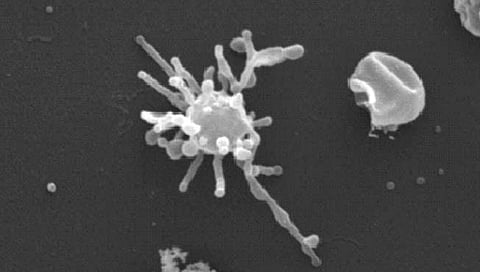 ‘हा’ आहे सर्व जीवांचा पूर्वज?