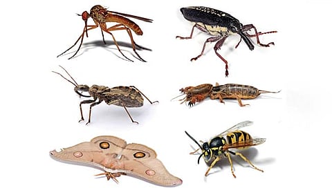 insects