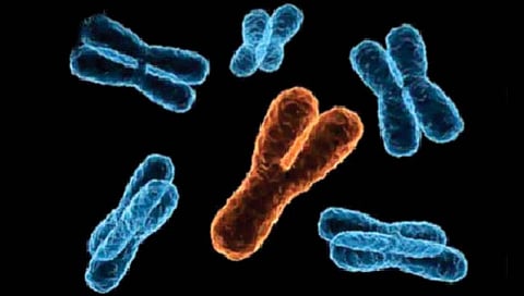 ‘वाय’ गुणसूत्र होत आहे कमी, जगातून लुप्त होणार नर?