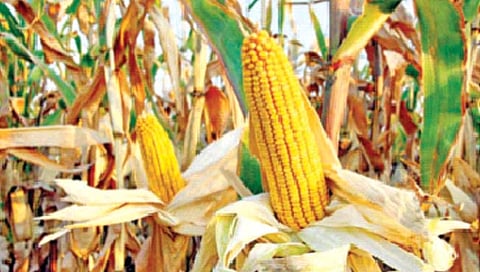 मका बीजोत्पादनाकरिता ‘ही’ काळजी घेणे ठरते आवश्यक