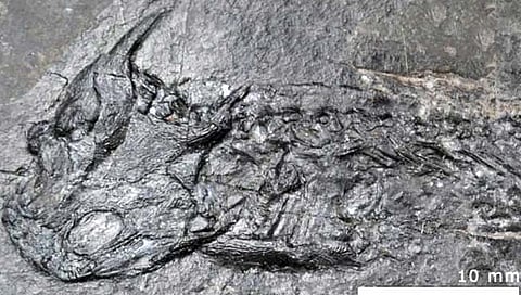 ‘पँजिया’ खंडाच्या काळात ‘शिजलेले’ जीवाश्म!