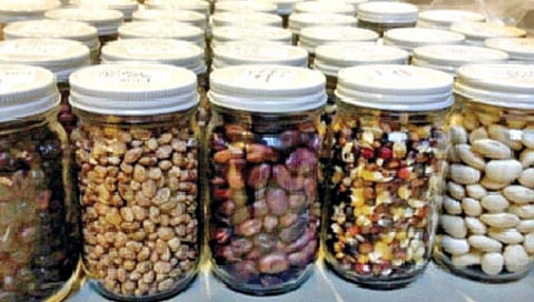 बियाणे साठवणूक आणि कीटकनाशके