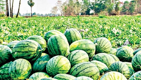 कलिंगडच्या सुधारित जाती