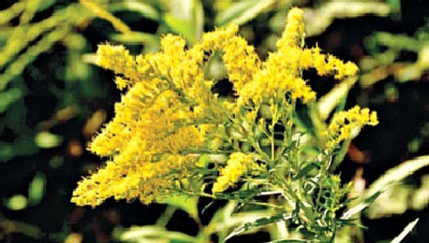 Golden Rod