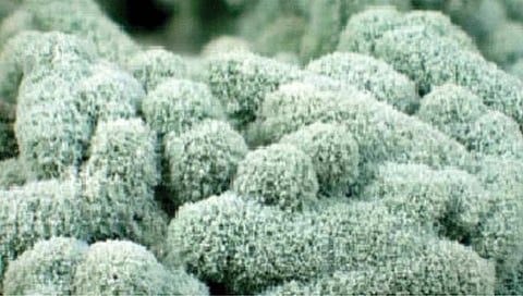 जैविक बुरशी नाशक फायदेशीर