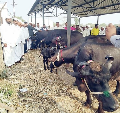 चाकणमध्ये गुरांचा बाजार सुरू; केवळ म्हशींची खरेदी-विक्री, गाय-बैलांचा बाजार मात्र बंदच