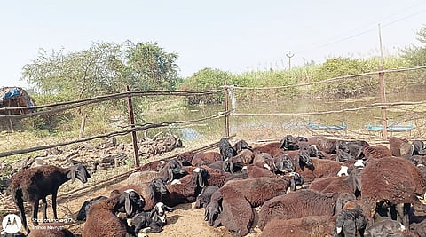पारगाव : बिबट्याचा शेळ्या-मेंढ्यांच्या वाड्यावर हल्ला; शेळी- मेंढीचा मृत्यू