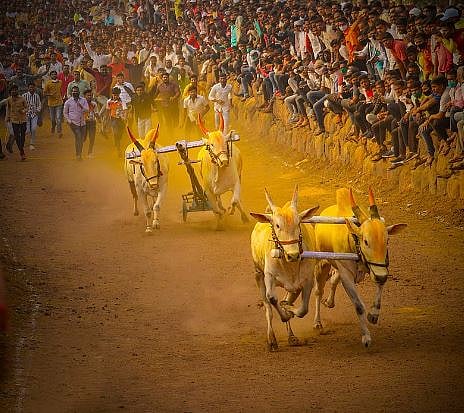 कडूस : कुरवंडीच्या तोत्रे यांचा गाडा ठरला ‘घाटाचा राजा’
