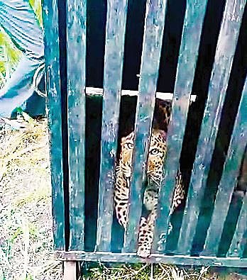 जुन्नरच्या नागरी वस्तीतून बिबट्या जेरबंद, शहरात आढळलेला चौथा बिबट्या