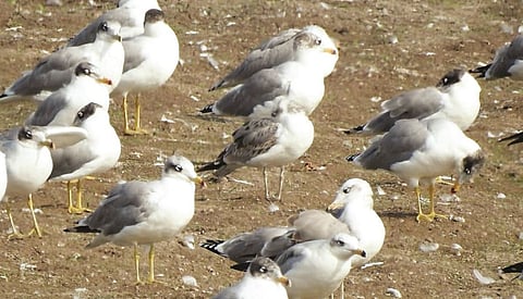 पळसदेव : ‘उजनी’वर गल पक्ष्यांचे आगमन