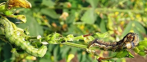 पुणे : शेंगा अळी नियंत्रणासाठी उपाय करा : कृषी सहसंचालक डॉ. तुकाराम मोटे