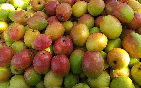 पुणे : सोलापूरची बोरे खातायेत भाव!