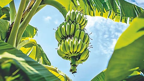 जळगाव केळी,www.pudhari.news