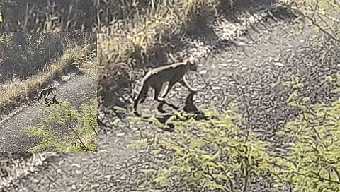 नाशिक एअरपोर्टवर बिबट्या,www.pudhari.news