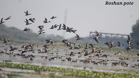 नांदूर मध्यमेश्वर पक्षीअभयारण्य,www.pudhari.news