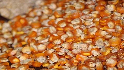 मका चोरीला,www.pudhari.news