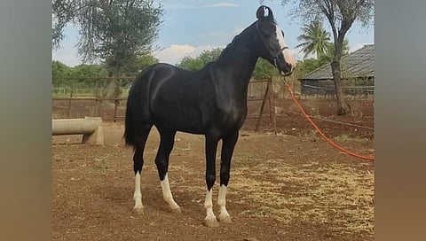 येवल्याची अश्वराणी,www.pudhari.news