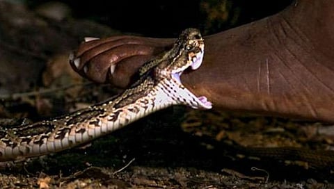 सर्पदंश,www.pudhari.news