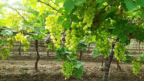 चांदवडला अवकाळी पाऊस,www.pudhari.news