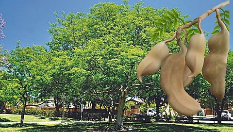 नाशिक : चिंचेचे गाव,www.pudhari.news