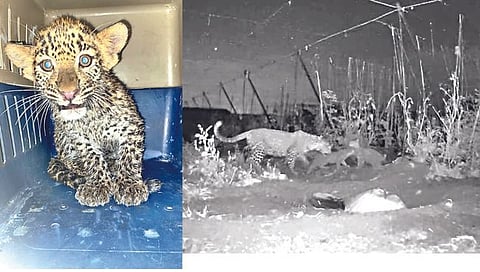 मादी-बछडा पुनर्भेट,www.pudhari.news