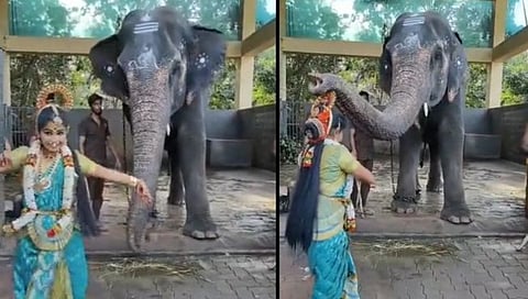 Anand Mahindra Tweet : ‘मला वाटलं गजराज आपल्या सर्वांना नवीन वर्षाच्या शुभेच्छा देत आहेत …!” (पाहा व्हिडिओ)