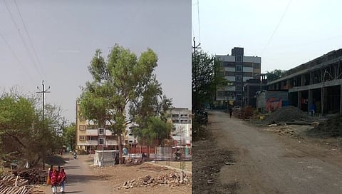 अवैध वृक्षतोड,www.pudhari.news