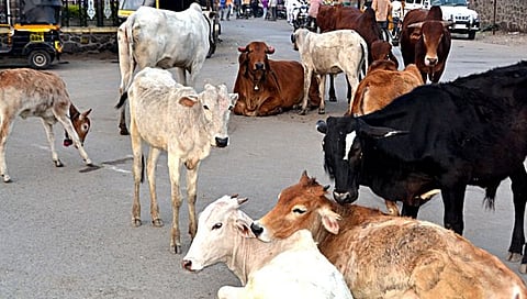 नाशिक : जनावरांना मोकाट सोडून देणाऱ्या पशुपालकांवर गुन्हे, पंचवटीत कारवाई
