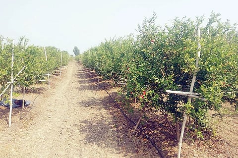 लोणी-धामणी : वातावरणाने डाळिंब उत्पादक चिंतेत