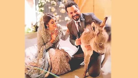 पत्नीला लग्नात भेट म्हणून दिले गाढवाचे पिल्लू!