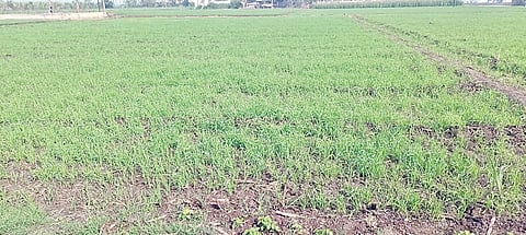 बारामती तालुक्यात गहू, हरभरा जोमदार