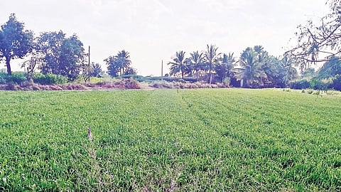 इंदापूर तालुक्यात गव्हाचे क्षेत्र वाढले; दर वाढल्याचा परिणाम