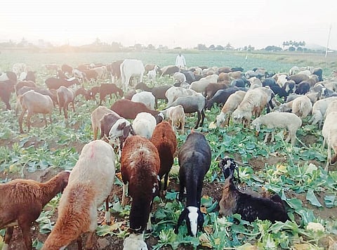 पिंपरखेड : फ्लॉवरच्या पिकात सोडल्या बकऱ्या; तरकारीचे भाव कोसळल्याने शेतकरी हवालदिल