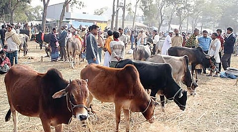 अहमदनगर जिल्ह्यात पुन्हा ‘बाजार बंद’! लम्पीचा हाहाकार
