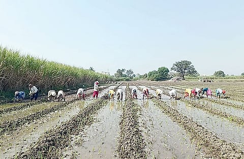 कांदालागवडीला मजूर टंचाईमुळे खीळ; आंबेगाव तालुक्यातील चित्र