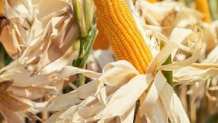 बावडा : वाळलेल्या मकवानाच्या साठवणुकीची शेतक-यांची लगबग