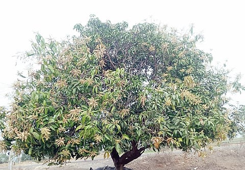 आंबेगाव तालुक्यात आंबा मोहोरावर संकट गळण्याची भीती