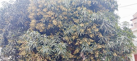 सातगाव पठार भागात मोहर गळण्याची भीती; ढगाळ वातावरणाचा परिणाम