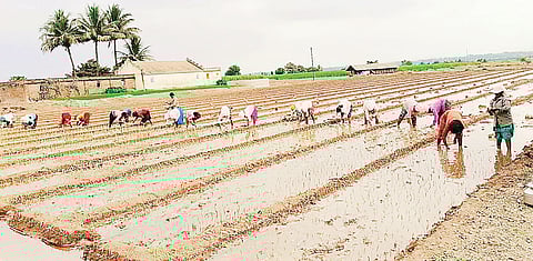 आंबेगावला कांदा लागवडी वेगात सुरू; चांगल्या बाजारभावाची अपेक्षा