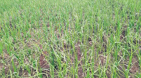 पारगाव : कांदा पिकावर आकडी रोगाचा प्रादुर्भाव